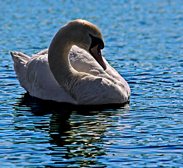swan