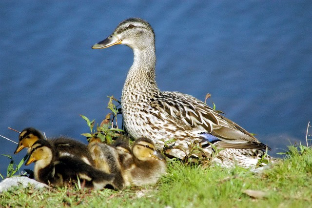 mama duck.jpg