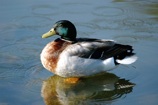 mallard2dp.jpg
