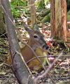 deerrekaxing1.jpg