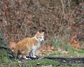 straycat.jpg