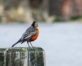Robin in the Park
