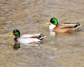 ducks.jpg