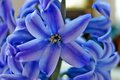 hyacinth.jpg