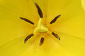 tulip.jpg