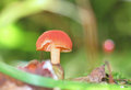 redmushroomcw.jpg
