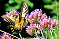 butterflysun.jpg