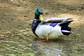 Male Mallard Duck....Itchy