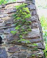 creeping up the wall