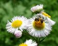 honeybee.jpg