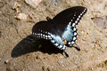 blackbutterfly.jpg