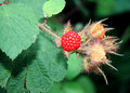 Wild Berry's