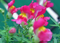 snap dragons