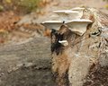 fungus