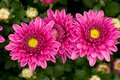 Mums in three's
