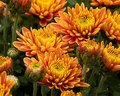 Autumn Mums