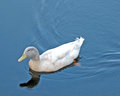 Ducky looking for a handout