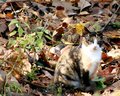 feral cat