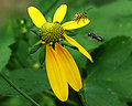 Wasp hunting