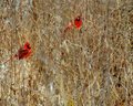 Cardinals