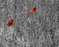 Cardinals_cut out