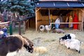 Live Animal Nativity