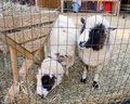 Sweet hay