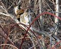 Feral Cats in 25°F weather