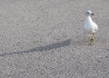 Seagull Strut