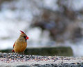 cardinal female