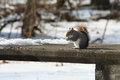 squirrel with nut