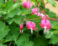 bleeding hearts