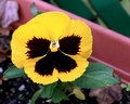 yellow pansy