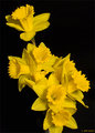 Yellow Daffodi's
