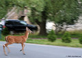 Buck crossing 1
