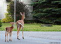 Following mama