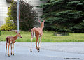 Following