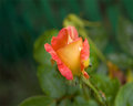 Rose Bud