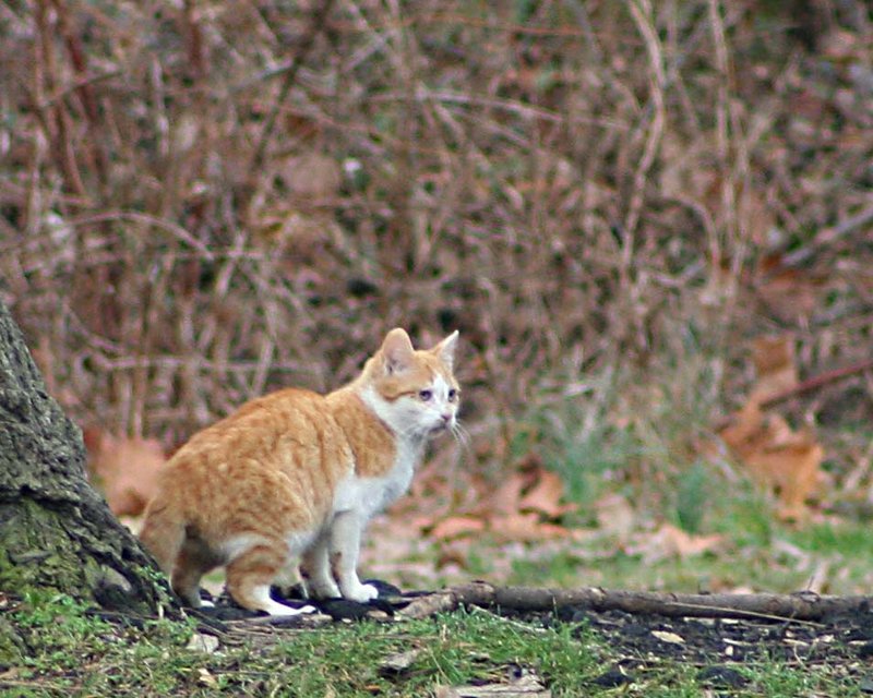 straycat.jpg
