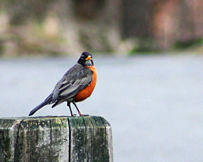 Robin in the Park