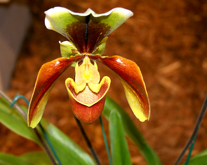 orchid.jpg