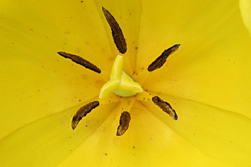 tulip.jpg
