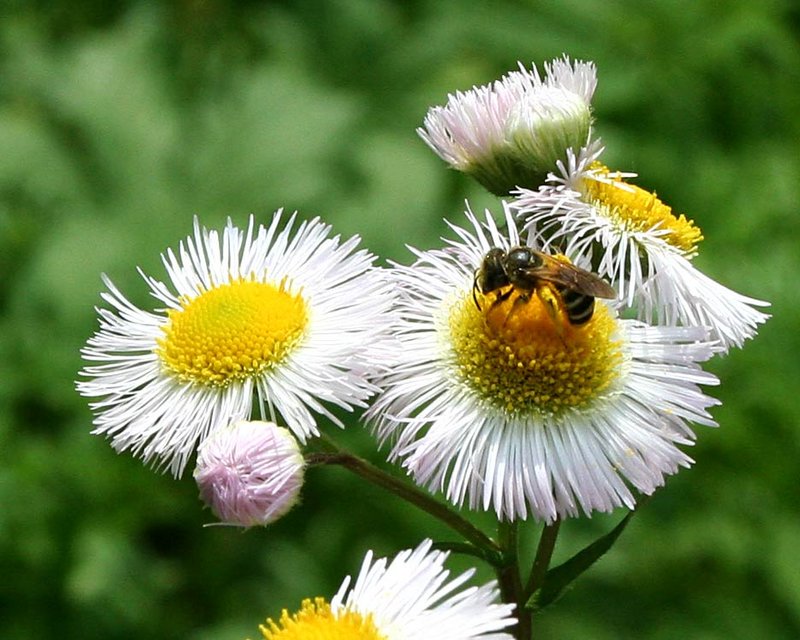 honeybee.jpg