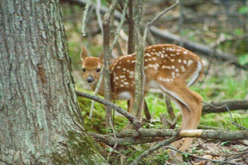 New born Fawn