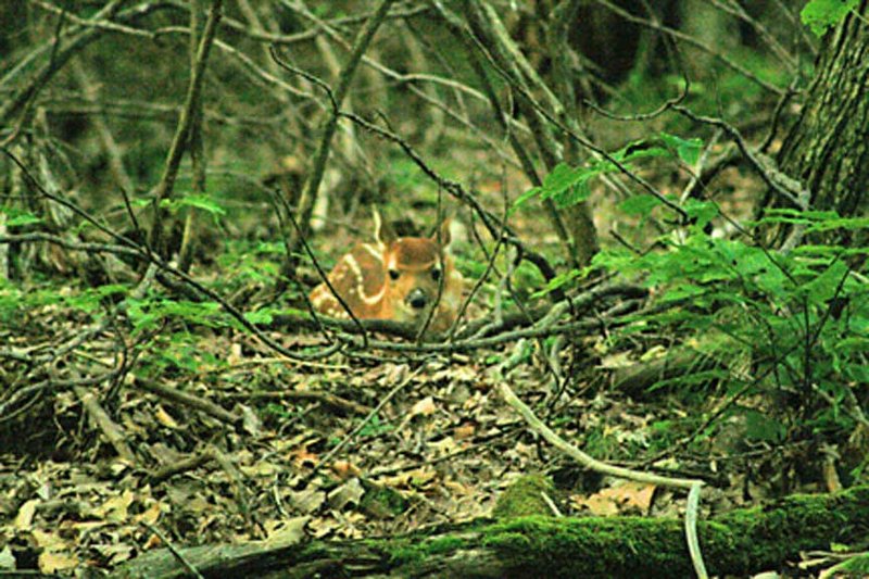 Newborn Fawn in woods