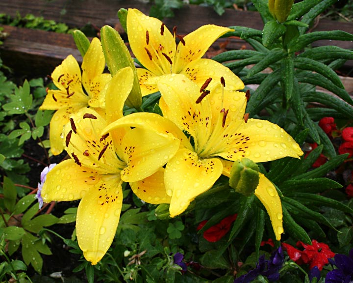 Yellow Lillies