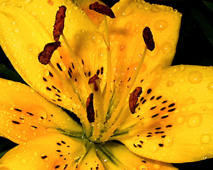 day lily