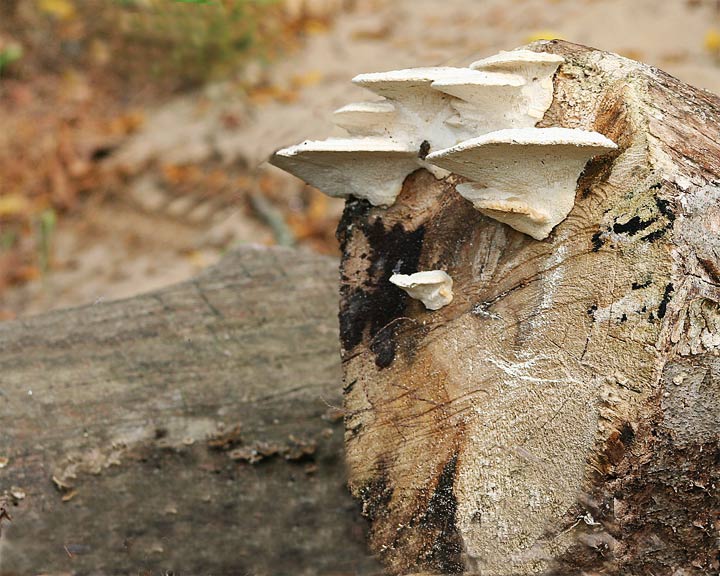 fungus