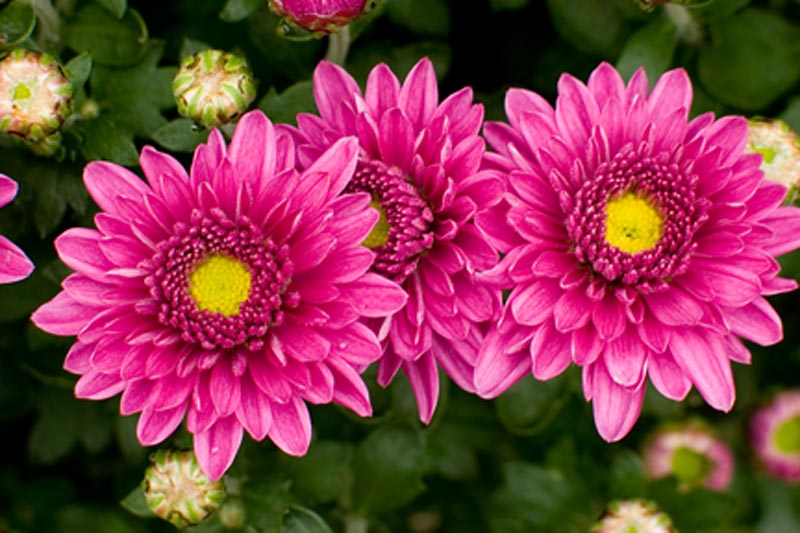 Mums in three's