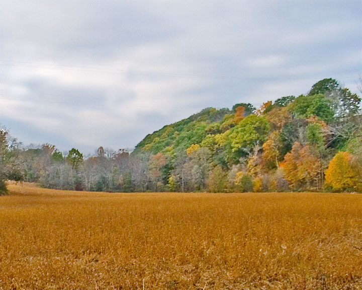 amber field